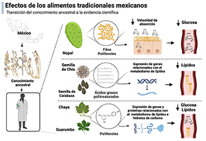 Beneficios de los alimentos tradicionales mexicanos: transición del conocimiento ancestral a la evidencia científica