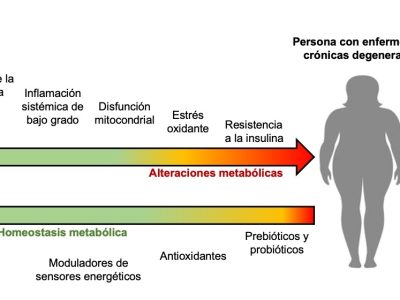 ¿Cómo actúan los nutracéuticos de los alimentos para mantener una buena salud metabólica?