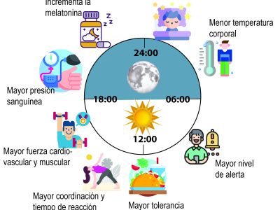 Ritmos circadianos y alimentación saludable: ¿Por qué es importante la hora del día?